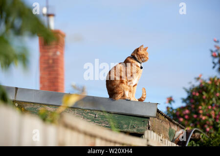 Ginger Red Tabby Katze sitzt auf einem Wellblechdach an einem sonnigen Tag. Stockfoto