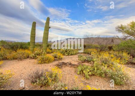 Brüchiger Busch und Saguaro Kaktus im Frühling im Saguaro National Park in Tucson, Arizona. Stockfoto