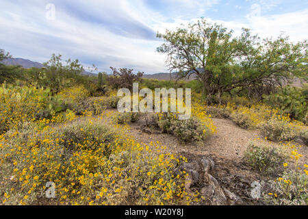 Saguaro Kaktus und brüchiger Busch blühen im Saguaro National Park in Tucson, Arizona. Stockfoto