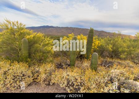 Saguaro Kaktus und brüchiger Busch blühen im Saguaro National Park in Tucson, Arizona. Stockfoto