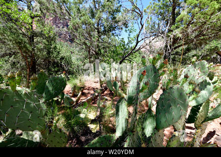 Wild Cactus im Zion National Park, Utah, USA Stockfoto