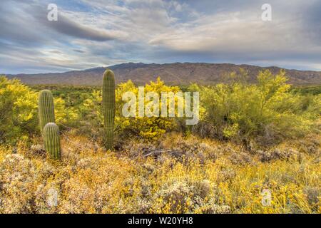 Saguaro Kaktus und brüchiger Busch blühen im Saguaro National Park in Tucson, Arizona. Stockfoto