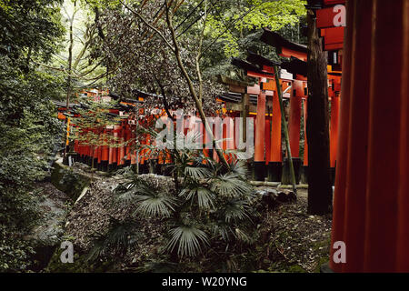 Weg der roten Torii Fushimi Inari-Taisha Berghang entlang am Schrein in Kyoto, Japan Stockfoto