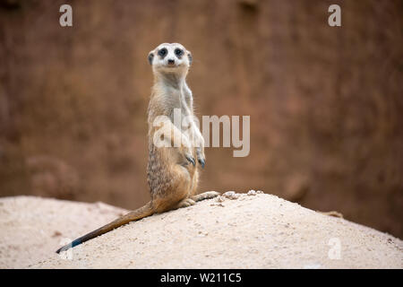 Süße Erdmännchen (Suricata suricatta) stehen auf dem Rock Stockfoto