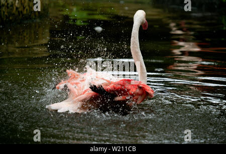 Mehr Flamingo (Phoenicopterus Roseus) Schwimmen im Fluss Stockfoto