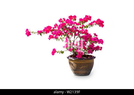 Das rosafarbene Bougainvillea Blüten sind in einem Blumentopf aus Ton auf weißem Hintergrund mit Freistellungspfaden. Stockfoto