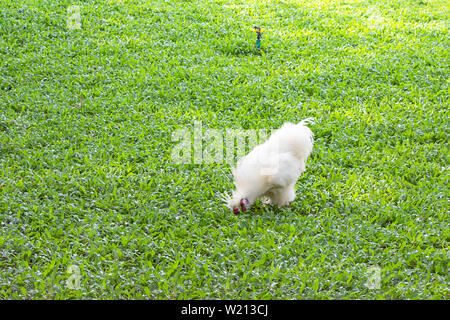 Weißes Huhn oder Silkie Henne Essen auf der Liegewiese im Garten. Stockfoto