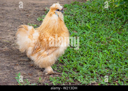 Braun Huhn oder Silkie Henne auf der Liegewiese im Garten. Stockfoto