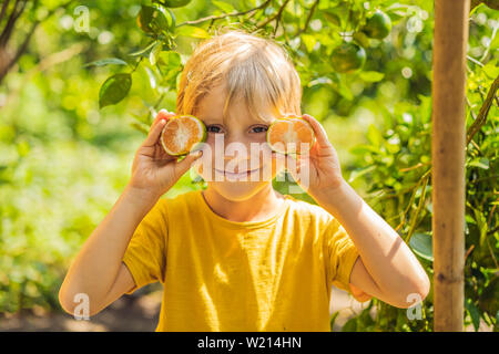 Süße Junge im Garten sammelt Tangerinen Stockfoto