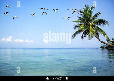 Ein Schwarm Vögel im Meer fliegen auf dem hellen Himmel. Stockfoto