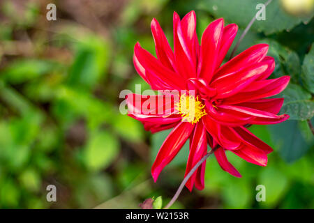 Red flowers with yellow stamens green background. Stockfoto