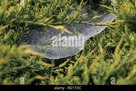 Frische Tau Tropfen in ein Spinnennetz verfangen. Stockfoto