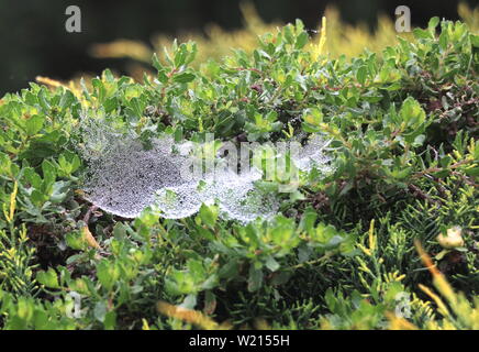 Frische Tau Tropfen in ein Spinnennetz verfangen. Stockfoto