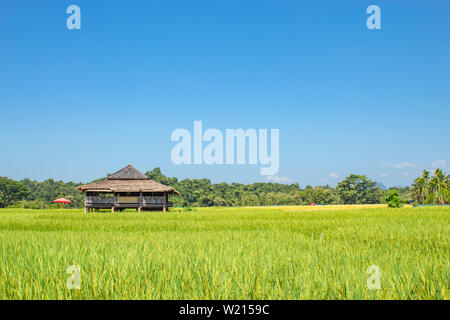 Landhaus auf grüne Reisfelder Felder und ist bald bis zu den Samen ernten. Stockfoto