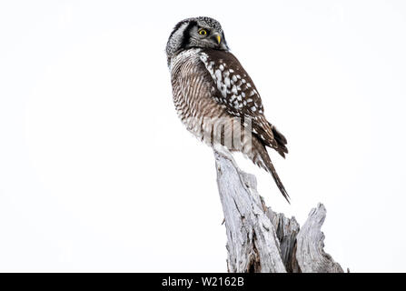 Wild Northern Hawk Owl thront auf einem toten Baumstumpf Stockfoto