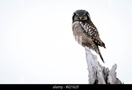 Wild Northern Hawk Owl thront auf einem toten Baumstumpf Stockfoto