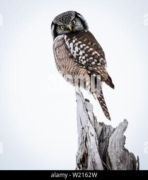 Wild Northern Hawk Owl thront auf einem toten Baumstumpf Stockfoto