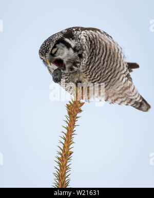 Wild Northern Hawk Owl thront auf einem toten Baumstumpf Stockfoto