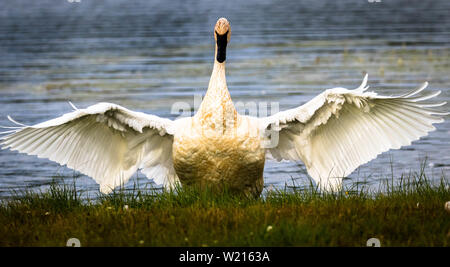 Trumpeter Swan Trocknung seine Flügel nach einem Sprung in den See. Stockfoto