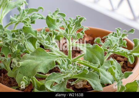 Salat grün oder Mesembryanthemum crystallinum In den Kunststoffbehälter Stockfoto