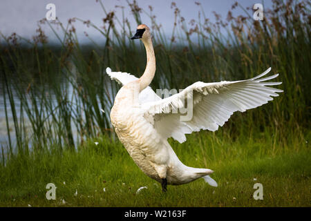 Trumpeter Swan Trocknung seine Flügel nach einem Sprung in den See. Stockfoto