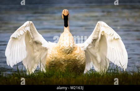 Trumpeter Swan Trocknung seine Flügel nach einem Sprung in den See. Stockfoto