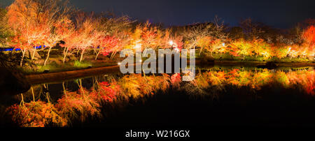 Blätter im Herbst in der Nacht mit Reflexion. Stockfoto