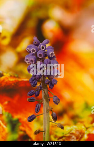 Wilde Blume Traubenhyazinthen Makro Hintergrund fine art in hoher Qualität drucken 50 Megapixel muscari neglectum Familie asparagaceae Stockfoto