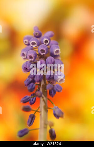 Wilde Blume Traubenhyazinthen Makro Hintergrund fine art in hoher Qualität drucken 50 Megapixel muscari neglectum Familie asparagaceae Stockfoto