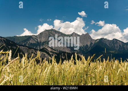 Ein Feld der goldene Weizen unter strahlend blauem Himmel mit Berglandschaft im Hintergrund Stockfoto