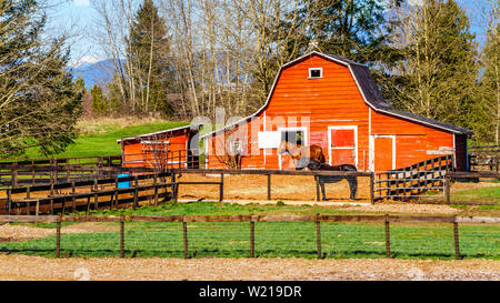 Pferde grasen draußen im sonnigen Sommer Gras Felder auf einem Bauernhof in der Nähe von Fort Langley im wunderschönen British Columbia, Kanada Stockfoto