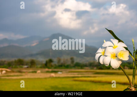 Weiße Blumen oder Plumeria obtusa und Reisfelder in der Landschaft Hintergrund Berge und Bäume. Stockfoto