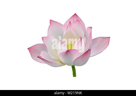 Pink Lotus Blume auf einem weißen Hintergrund. Stockfoto