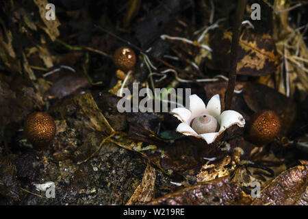 Seltene Erdsternpilze der Familie Geastraceae auf einem gefunden Waldboden in einem tropischen Regenwald Stockfoto