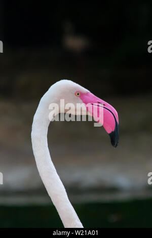 Eine Nahaufnahme Kopf geschossen eines größeren Flamingo (Phoenicopterus Roseus) an der rosa Schnabel und dunklen Hintergrund zu suchen. Stockfoto