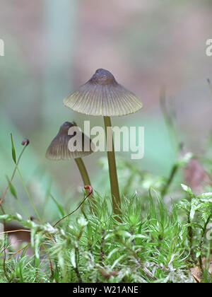 Olivenöl Kante Motorhaube, Mycena viridimarginata, wilde Pilze aus Finnland Stockfoto