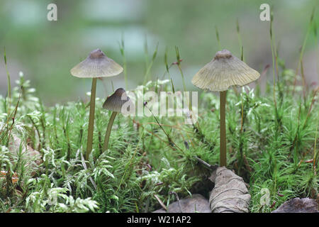 Olivenöl Kante Motorhaube, Mycena viridimarginata, wilde Pilze aus Finnland Stockfoto