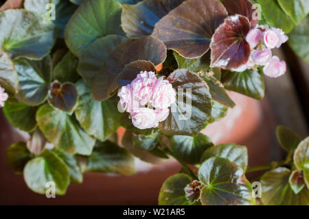 Schöne Begonia Tuberhybrida Blume Nahaufnahme, im Blumengarten. Stockfoto