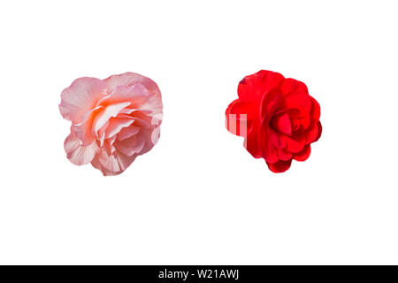 Begonia Tuberhybrida Blume, auf weißem Hintergrund. Stockfoto