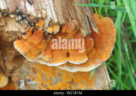 Pycnoporellus fulgens, eine orange Halterung Pilz auf Birke in Finnland wächst Stockfoto