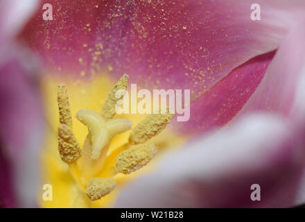 Nahaufnahme auf das Innere eines weißen und rosa Tulpe. Verschwommen Blume Hintergrund. Blütenblätter Textur. Schöne rosa Natürlichen Hintergrund. Makro Zusammenfassung o Stockfoto