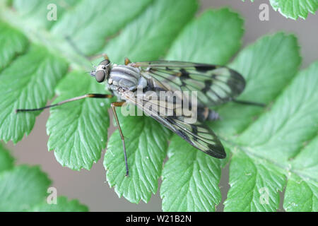 Rhagio scolopaceus, bekannt als das Downlooker Snipefly Stockfoto