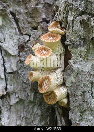 Polyporus squamosusa, einer Halterung Pilz als dryaden Sattel oder der Fasan zurück Pilz bekannt Stockfoto