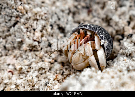 Coenobita rugosus, Pauschalisierend genannt Einsiedlerkrebs, lugen aus seiner Muschel, die Umgebung durch die Geissel und Antennen zu beobachten. Stockfoto