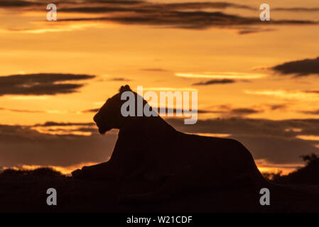 Eine Löwin liegt am Horizont die Silhouette gegen den Golden Sky bei Sonnenaufgang. Sie ist nach links, starrte in die Ferne. Stockfoto