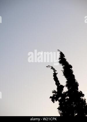 Silhouette einer tree top gegen Abend Himmel bei der Sichel des Mondes zeigt. Stockfoto