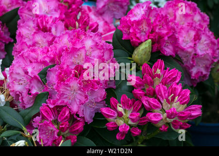 Bush von Azaleen in rosa Farbe. Rhododendron Pearces. Rosa Blumen close-up. Scharlach, Rot, azaleastrum. Alpine rose bloom. Topfpflanzen Garten. Hot Pink Stockfoto