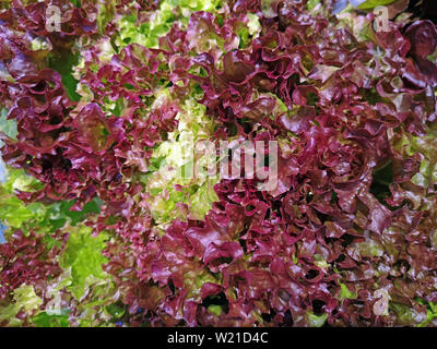 In der Nähe von frischem Lollo Rosso Salat als Hintergrund Stockfoto