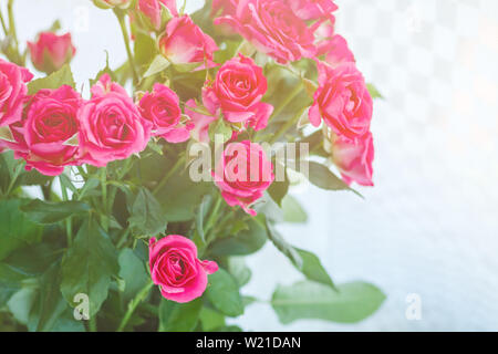Hintergrund der vielen zarten rosa Röschen. Stockfoto