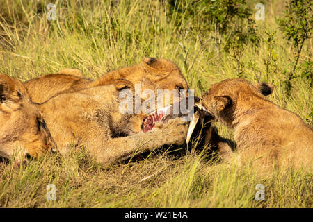 Lion pride Essen Warzenschwein in Botsuana Stockfoto